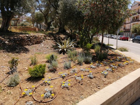 Plantaciones y reposiciones en espacios verdes