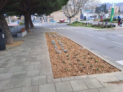 Millora i reposició d'espais verds i escocells enjardinats