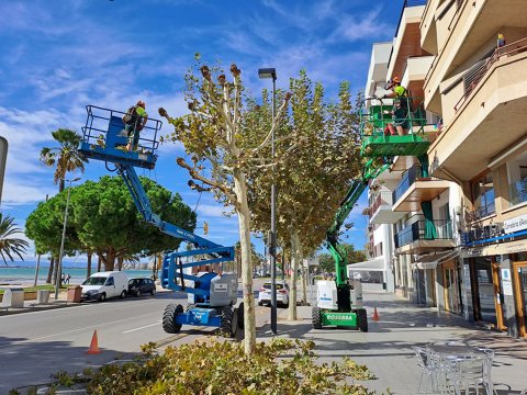 Roses inicia los trabajos de poda de arbolado urbano, que sigue un plan individualizado para cada especie