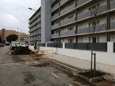 Reposición y plantación de arbolado 