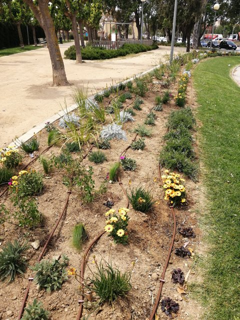 Roses renova la plantació i cromatisme de diferents espais verds del municipi