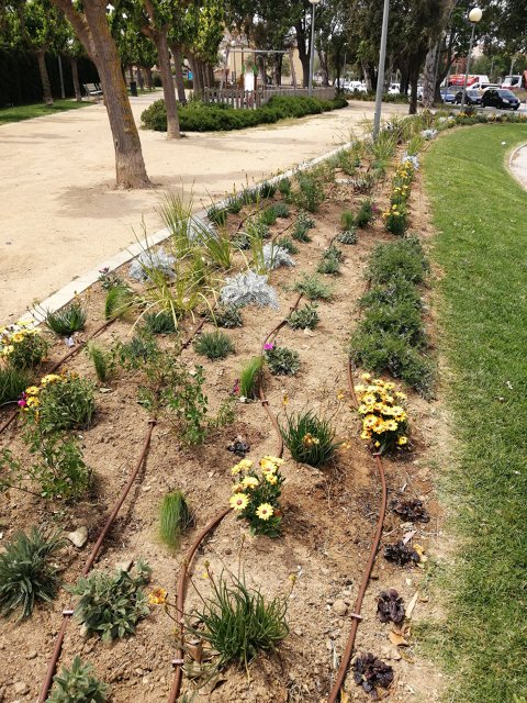 Roses renueva la plantación y cromatismo de diferentes espacios verdes del municipio