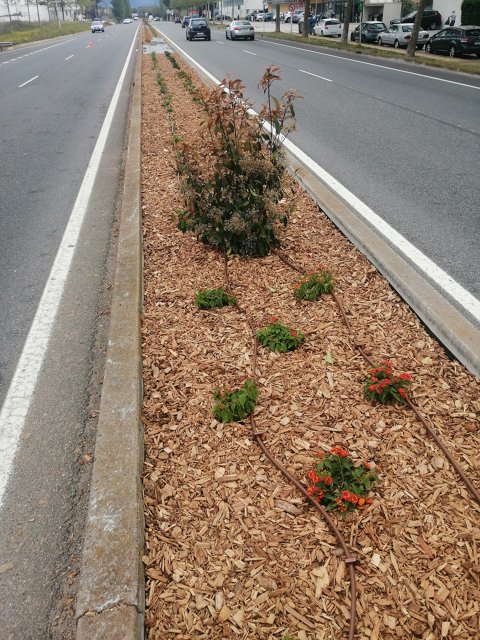 Millora de la jardineria de la mitjana de la carretera C-260