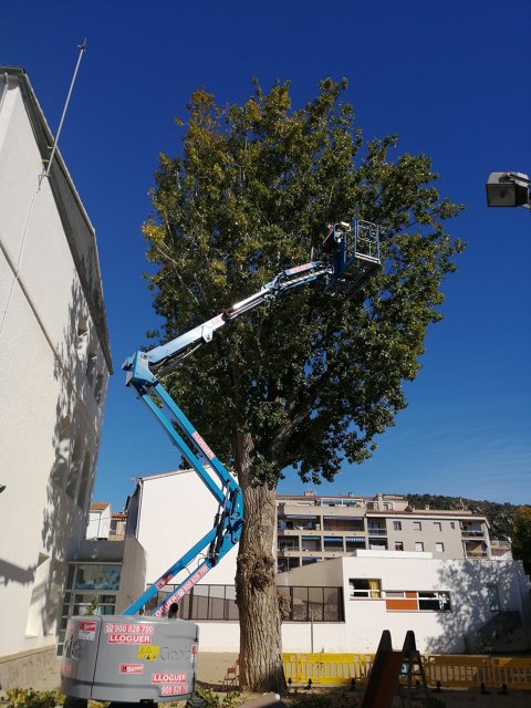 Poda de arbolado 2021