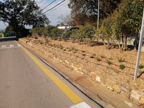 Mejoras y reposiciones de plantas en espacios verdes