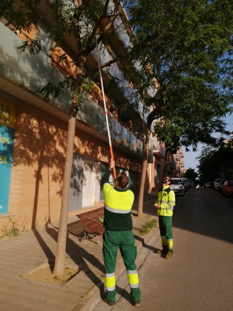 Alliberament d'organismes de control biològic en arbrat municipal