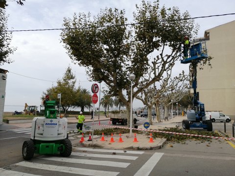 Poda de arbolado municipal 2019