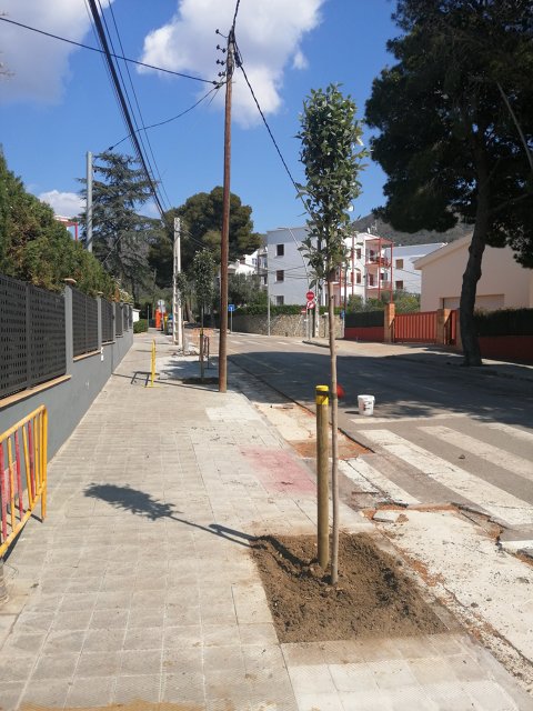 Reposición y plantación de arbolado viario y en espacios verdes