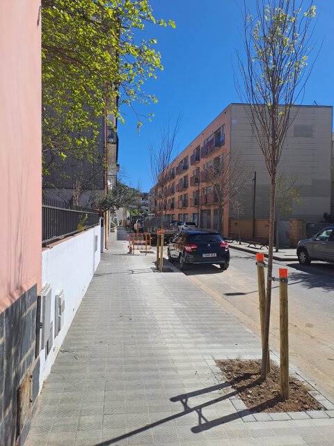 Reposición de arbolado en calles y espacios verdes del municipio