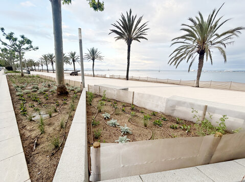 Los parterres del paseo Marítimo se renuevan con especies sostenibles y adaptadas al entorno marino.