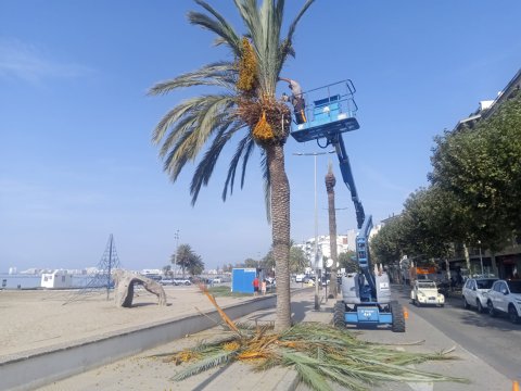 Roses retira 15 palmeres de l’avinguda de Rhode per millorar la seguretat de vianants i vehicles